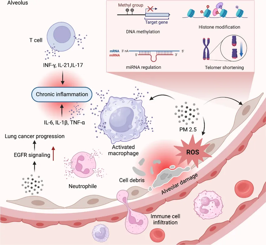 一圖讀懂|從藝術(shù)角度盤點10張“肺癌”高水平機制圖-肽度TIMEDOO