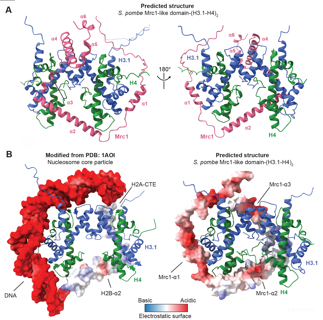 image2.png 北京大學(xué)生命科學(xué)學(xué)院李晴研究組與合作者報(bào)道真核DNA復(fù)制體介導(dǎo)的親本組蛋白表觀遺傳信息繼承新機(jī)制-肽度TIMEDOO