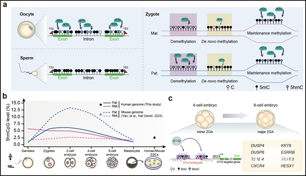 科學(xué)家解析人植入前胚胎中DNA羥甲基化的起源、命運(yùn)與功能-肽度TIMEDOO