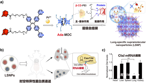 中科院在時空特異性蛋白質(zhì)遞送及基因編輯研究方面獲進展-肽度TIMEDOO