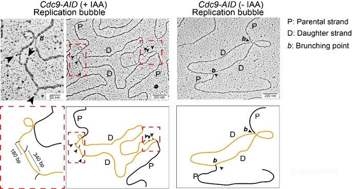 李晴-1.jpg 北京大學(xué)生命科學(xué)學(xué)院李晴課題組揭示后隨鏈上DNA合成和核小體組裝的協(xié)同機(jī)制-肽度TIMEDOO