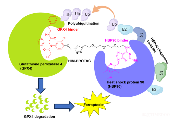 科學(xué)家開發(fā)一款降解藥物，可觸發(fā)癌細胞鐵死亡-肽度TIMEDOO