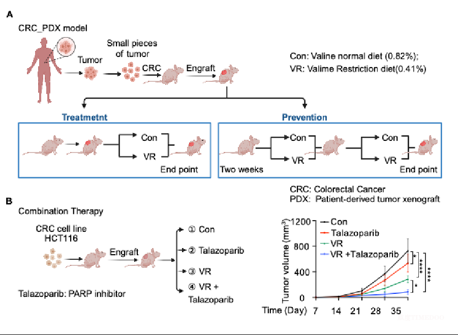 提出?限制性飲食聯(lián)合抑制劑治療腫瘤的新策略，同濟(jì)大學(xué)醫(yī)學(xué)院王平團(tuán)隊(duì)研究成果再登《自然》-肽度TIMEDOO