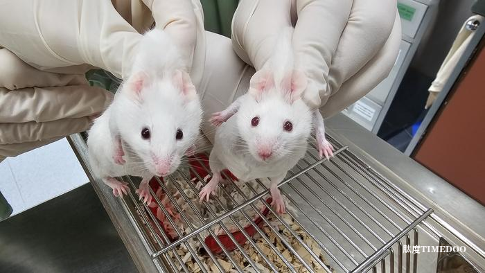 單細(xì)胞基因造出多能干細(xì)胞-肽度TIMEDOO