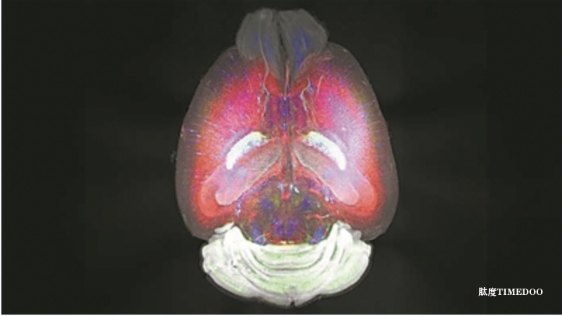 新成像法能對(duì)大腦進(jìn)行三維RNA分析-肽度TIMEDOO