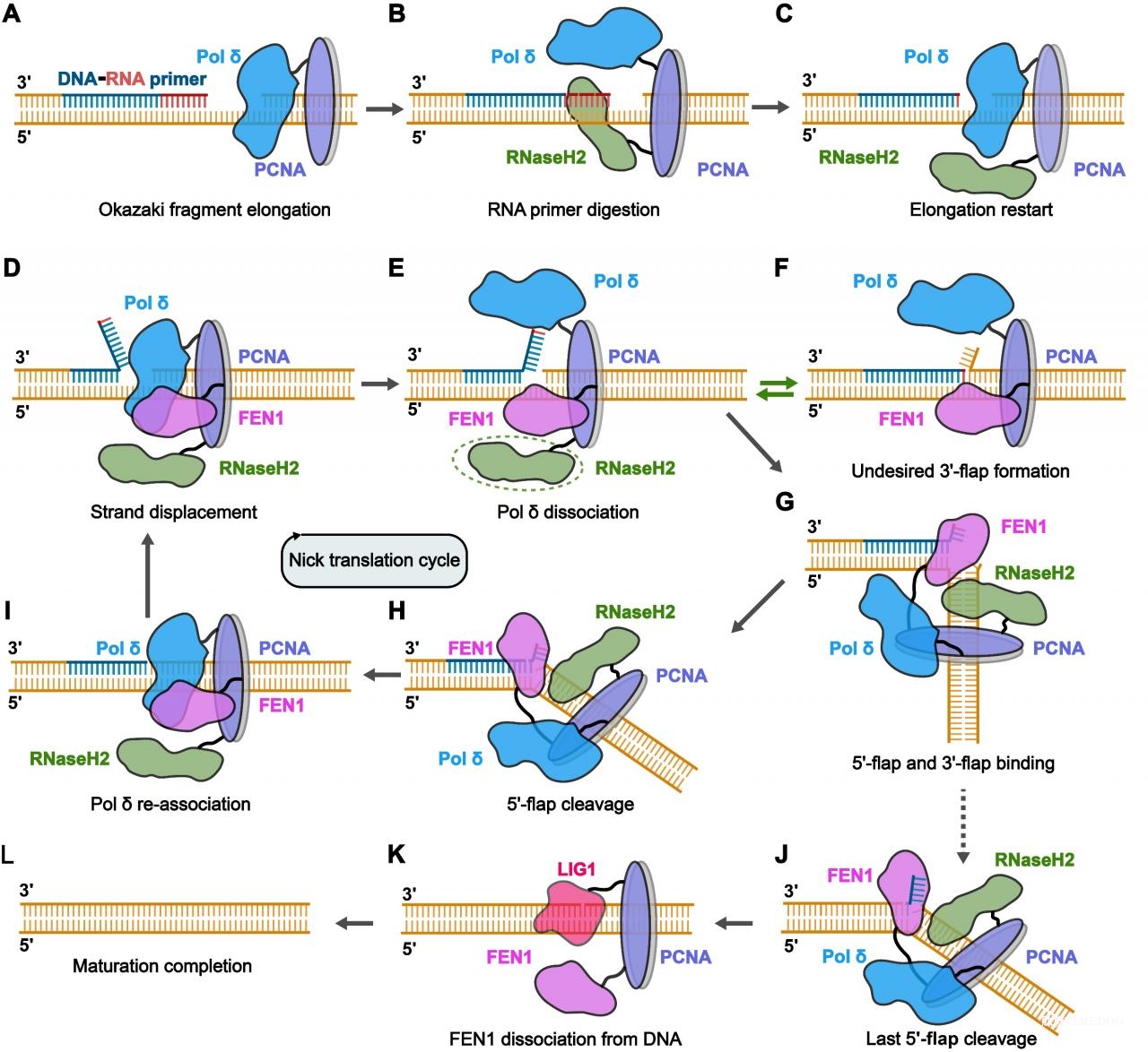image5.jpeg 北京大學生命科學學院高寧課題組揭示真核DNA復制中岡崎片段引物去除過程的新分子機制-肽度TIMEDOO