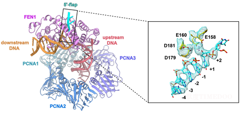 2.png 北京大學生命科學學院高寧課題組揭示真核DNA復制中岡崎片段引物去除過程的新分子機制-肽度TIMEDOO