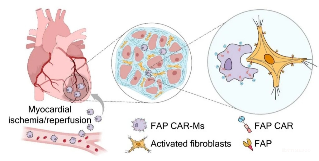 防治心肌纖維化，科學家開發(fā)巨噬細胞改造策略-肽度TIMEDOO