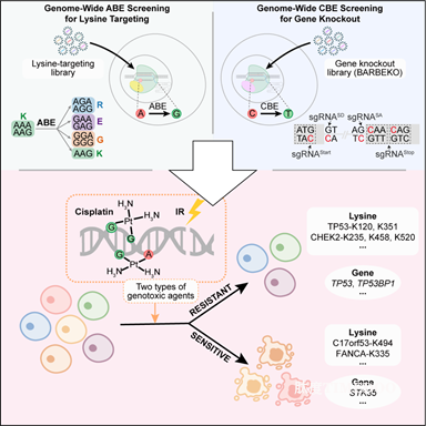 圖2.png 北京大學生命科學學院魏文勝團隊利用堿基編輯器篩選繪制DNA損傷應答功能元件圖譜-肽度TIMEDOO