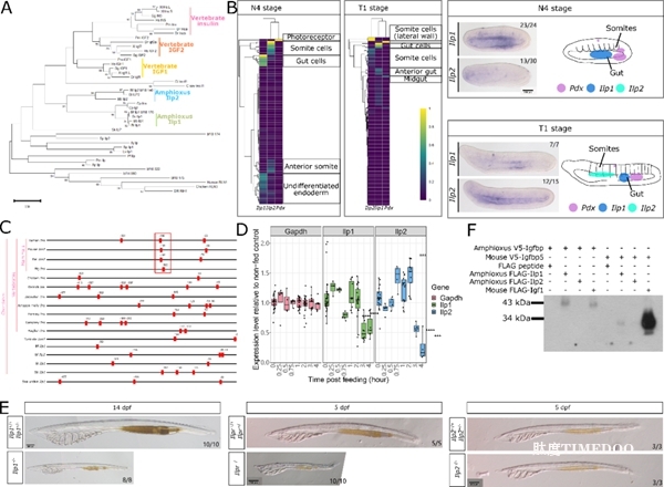 研究揭示胰島素/IGF-1通路演化與消化細(xì)胞功能起源-肽度TIMEDOO