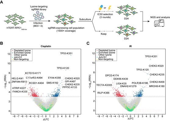圖1.png 北京大學生命科學學院魏文勝團隊利用堿基編輯器篩選繪制DNA損傷應答功能元件圖譜-肽度TIMEDOO