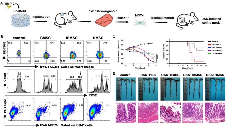 新策略為干細(xì)胞治療提供有前景的細(xì)胞來源-肽度TIMEDOO