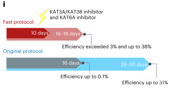 北京大學生命科學學院鄧宏魁團隊在化學重編程技術上取得新突破，升級快速誘導人多能干細胞技術體系-肽度TIMEDOO