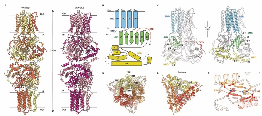 3.jpg 北京大學(xué)生命科學(xué)學(xué)院張哲課題組與鄭鵬里課題組揭示平面細(xì)胞極性建立過程中核心復(fù)合物VANGL-PRICKLE相互作用的結(jié)構(gòu)基礎(chǔ)和潛在功能-肽度TIMEDOO