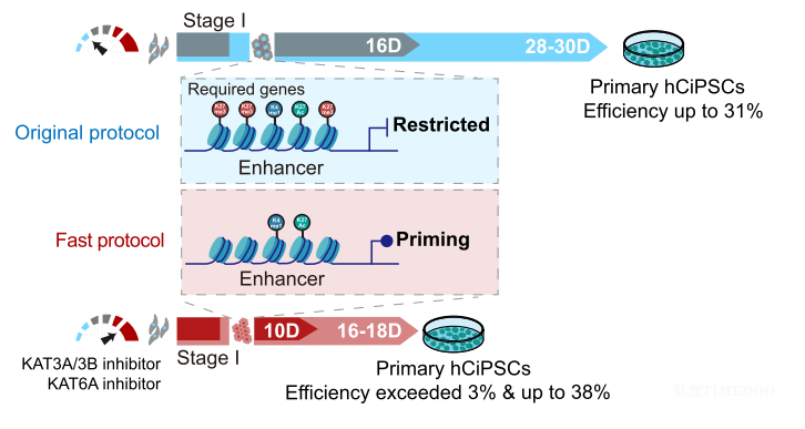 北京大學生命科學學院鄧宏魁團隊在化學重編程技術上取得新突破，升級快速誘導人多能干細胞技術體系-肽度TIMEDOO