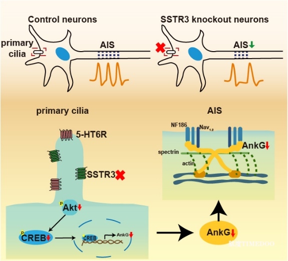 image4.jpeg 北京大學(xué)生命科學(xué)學(xué)院張研課題組揭示神經(jīng)元中初級(jí)纖毛與軸突起始節(jié)的潛在關(guān)聯(lián)-肽度TIMEDOO