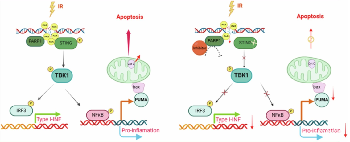 研究破解細胞凋亡新機制-肽度TIMEDOO