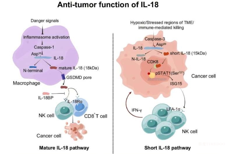 Nature Immunology|中國科學家揭示短型IL-18通過激活自然殺傷細胞抑制腫瘤生長，為癌癥免疫療法提供新機遇-肽度TIMEDOO