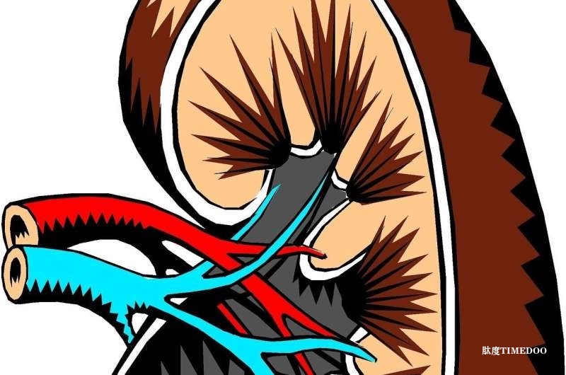 個性化癌癥疫苗在晚期腎癌患者中的臨床試驗(yàn)取得突破性進(jìn)展-肽度TIMEDOO