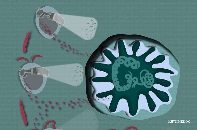 比利時科學家揭示免疫系統(tǒng)調(diào)控新機制:CD22分子或成炎癥治療新靶點-肽度TIMEDOO