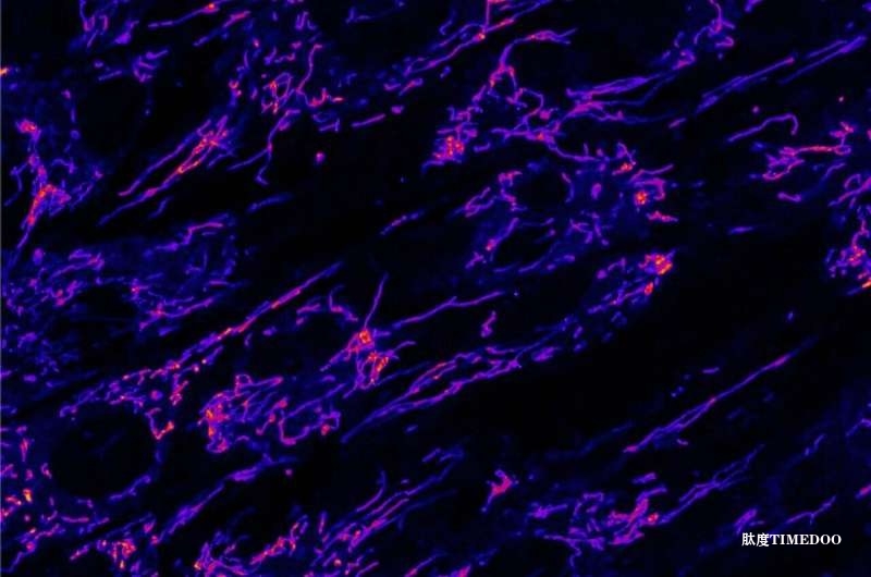 脂肪運(yùn)輸缺陷導(dǎo)致兒童罕見代謝危機(jī)-肽度TIMEDOO