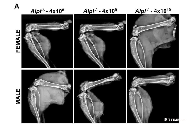 骨細(xì)胞缺氧信號(hào)調(diào)控新機(jī)制破解 骨質(zhì)疏松治療或迎“一針長效”時(shí)代-肽度TIMEDOO