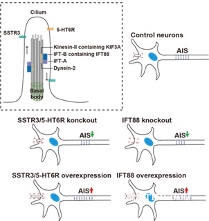 圖2-張研.jpg 北京大學(xué)生命科學(xué)學(xué)院張研課題組揭示神經(jīng)元中初級(jí)纖毛與軸突起始節(jié)的潛在關(guān)聯(lián)-肽度TIMEDOO
