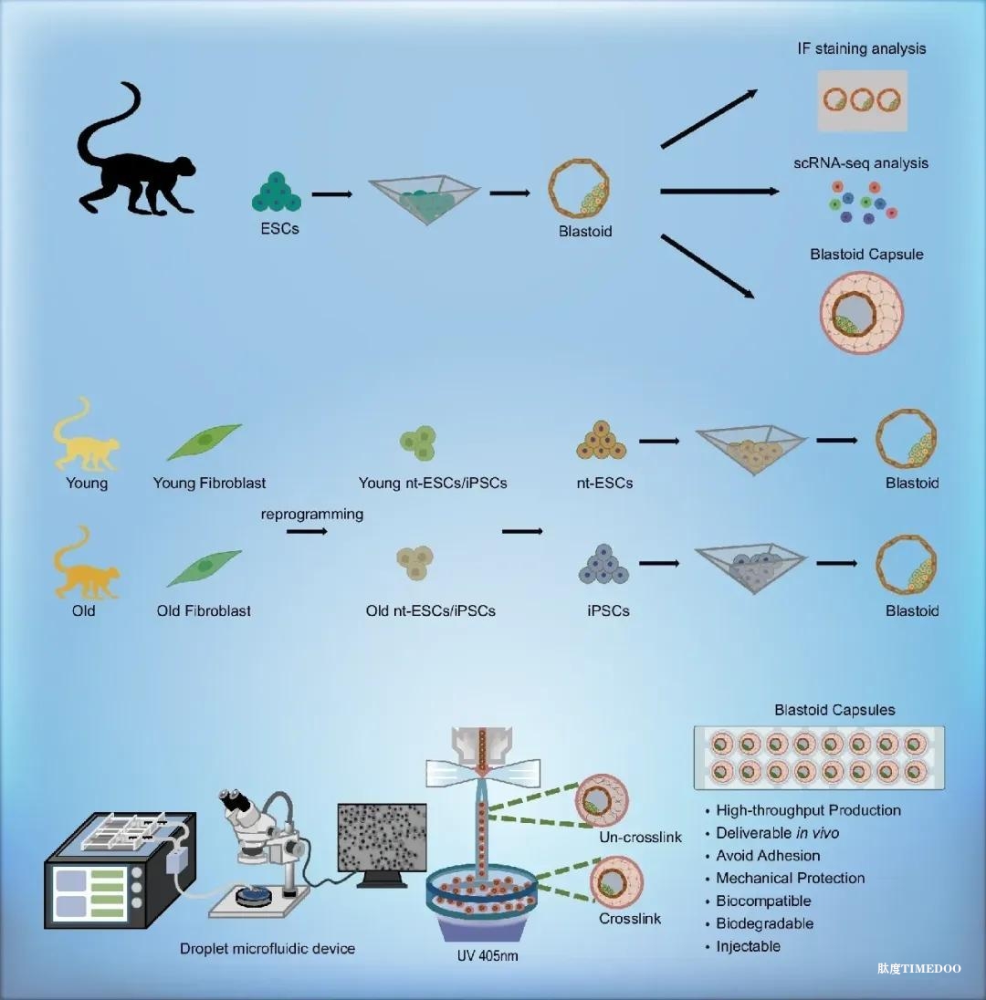 高效構(gòu)建類囊胚助力再生醫(yī)學(xué)發(fā)展-肽度TIMEDOO