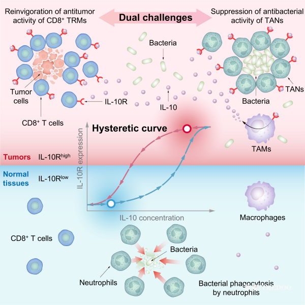 科學(xué)家找到合成生物技術(shù)治療實(shí)體腫瘤的關(guān)鍵原理-肽度TIMEDOO