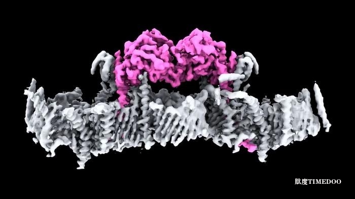 科學(xué)家在抗帕金森病研究中取得重大突破，揭示PINK1蛋白質(zhì)結(jié)構(gòu)-肽度TIMEDOO
