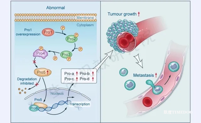 2025年3月22-23日·SCI論文/基金插圖培訓(xùn)班線上線下同步開課-肽度TIMEDOO