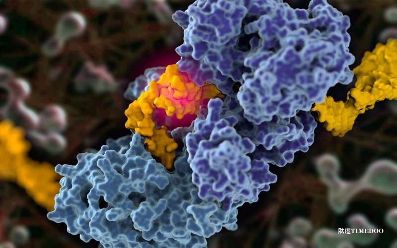科學(xué)家揭示癌細(xì)胞如何劫持DNA修復(fù)酶Pol-theta，為精準(zhǔn)抗癌藥物研發(fā)提供新思路-肽度TIMEDOO