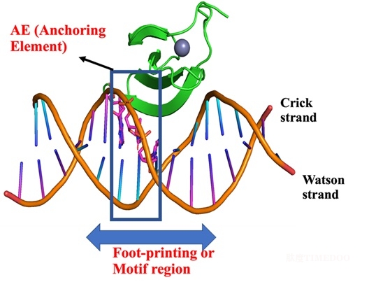 圖1.jpg 北京大學(xué)生命科學(xué)學(xué)院蘇曉東課題組揭示短序列錨定元件AE在DNA與蛋白質(zhì)結(jié)合中的重要作用-肽度TIMEDOO
