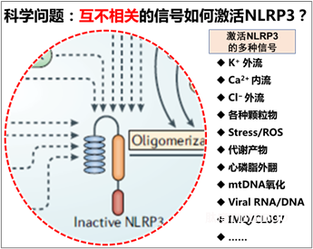 1.png 北京大學(xué)生命科學(xué)學(xué)院蔣爭凡課題組發(fā)現(xiàn)相分離啟動NLRP3的激活-肽度TIMEDOO