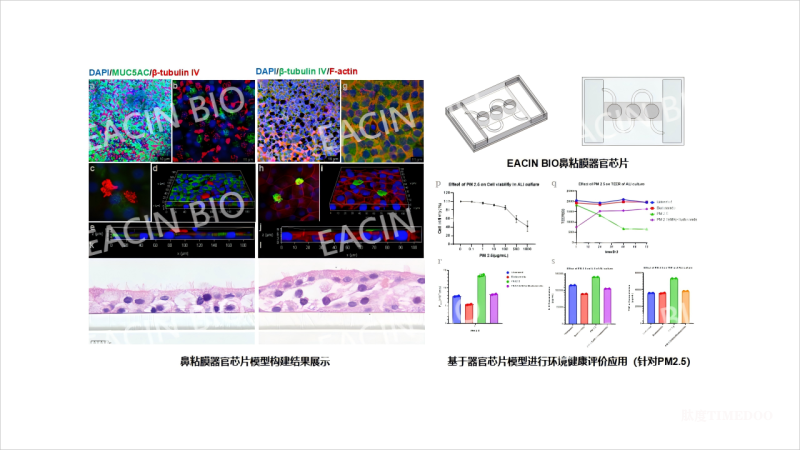 FDA新政淘汰動物實(shí)驗(yàn) AI+器官芯片將引新藥研發(fā)模式變革-肽度TIMEDOO