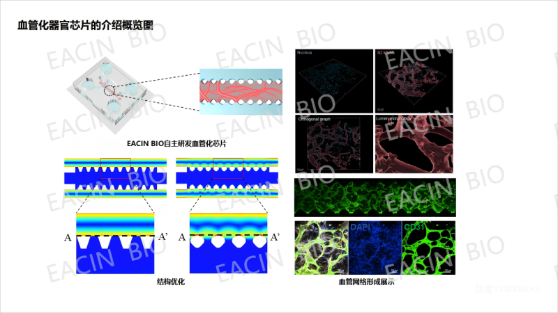 FDA新政淘汰動物實(shí)驗(yàn) AI+器官芯片將引新藥研發(fā)模式變革-肽度TIMEDOO