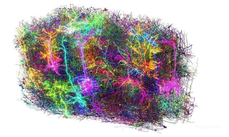 哺乳動(dòng)物大腦最詳連接圖譜繪成-肽度TIMEDOO