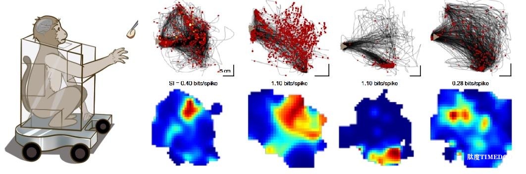 我國科學(xué)家解碼手部運(yùn)動(dòng)的“神經(jīng)地圖”-肽度TIMEDOO
