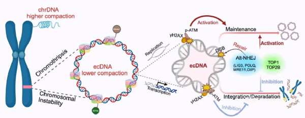 腫瘤“作弊器”持續(xù)存在的關(guān)鍵機(jī)制獲揭示-肽度TIMEDOO