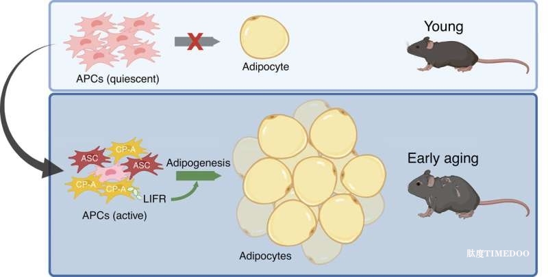 研究發(fā)現(xiàn):腹部脂肪隨年齡增長(zhǎng)的“元兇”現(xiàn)身,或?yàn)榭顾ダ现委煄?lái)新希望-肽度TIMEDOO