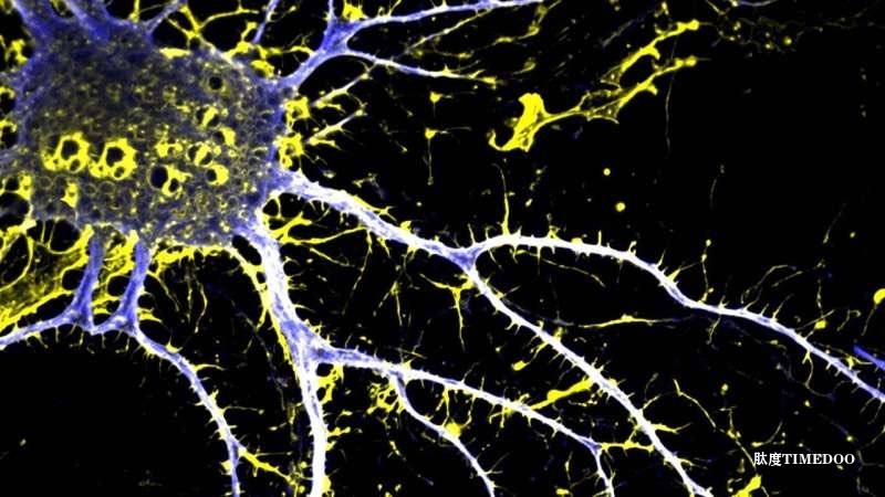 加州大學(xué)戴維斯分校開發(fā)新型類LSD藥物，有望安全治療精神分裂癥等疾病-肽度TIMEDOO