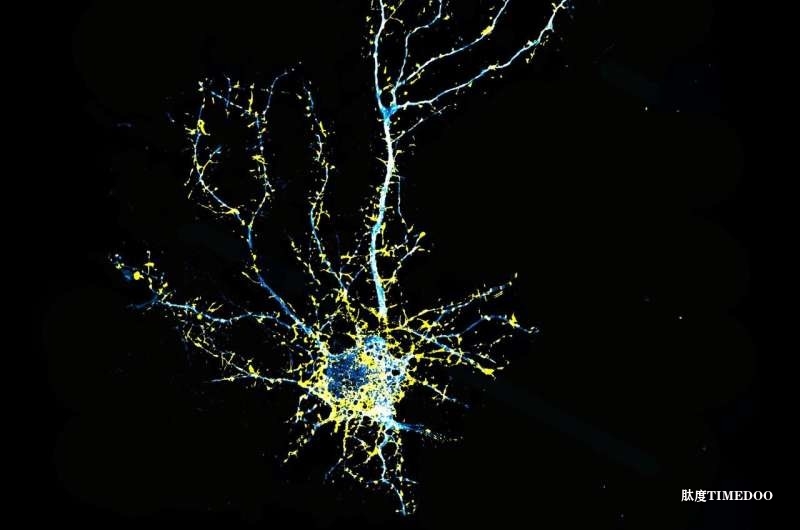 加州大學(xué)戴維斯分校開發(fā)新型類LSD藥物，有望安全治療精神分裂癥等疾病-肽度TIMEDOO