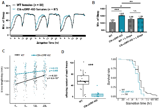 2-陸劍.png 北京大學(xué)生命科學(xué)學(xué)院陸劍課題組與合作者共同揭示uORFs通過精細(xì)調(diào)節(jié)CLOCK蛋白的翻譯參與果蠅晝夜節(jié)律及睡眠行為的調(diào)控機(jī)制-肽度TIMEDOO