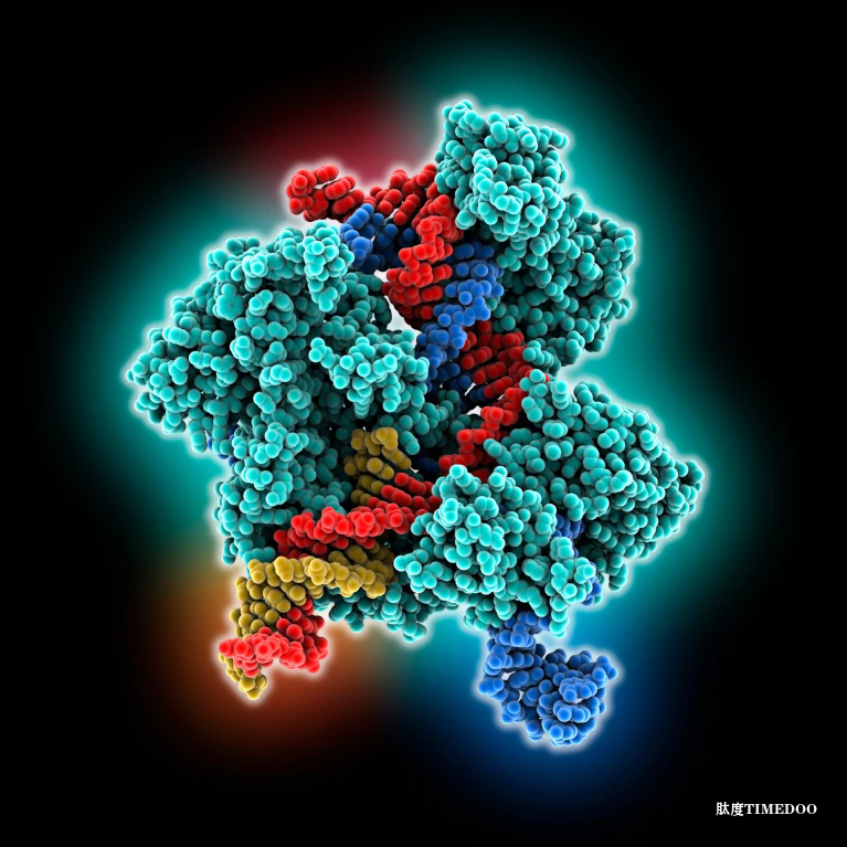 CRISPR家族功能最全面的技術(shù)首次治療人類-肽度TIMEDOO