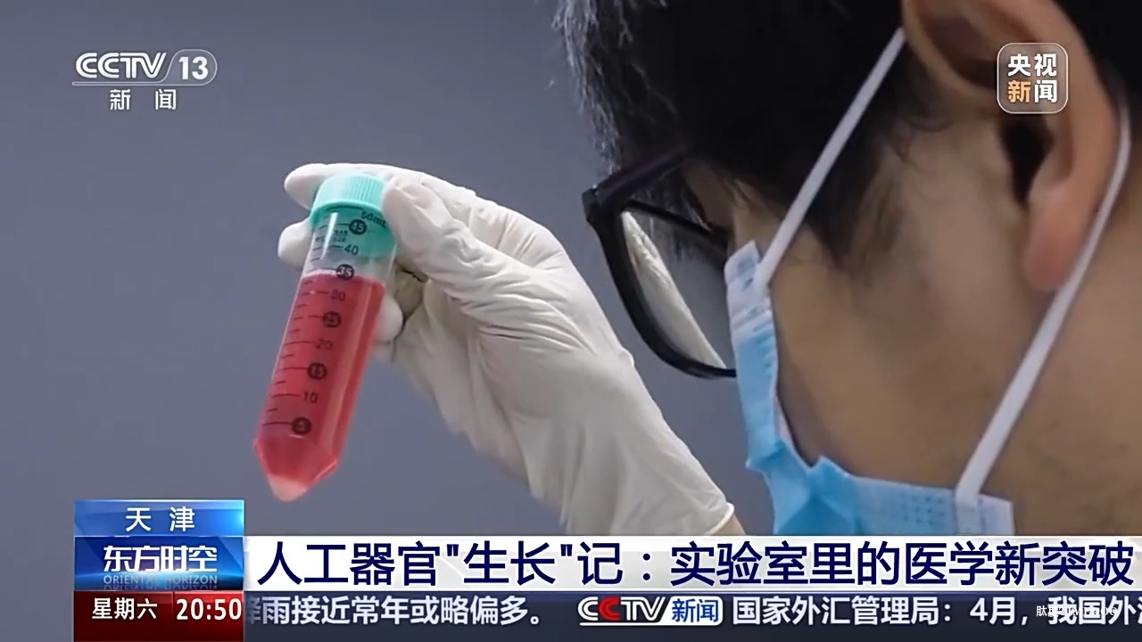 器官可以人工“養(yǎng)”！看實驗室里的醫(yī)學(xué)新突破-肽度TIMEDOO