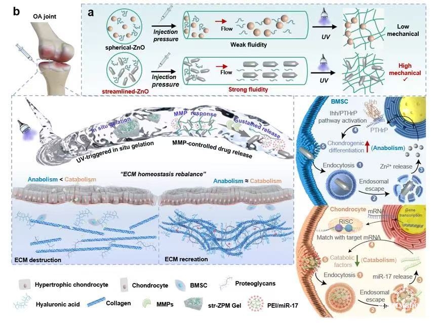 新型水凝膠突破骨關節(jié)炎治療難題-肽度TIMEDOO