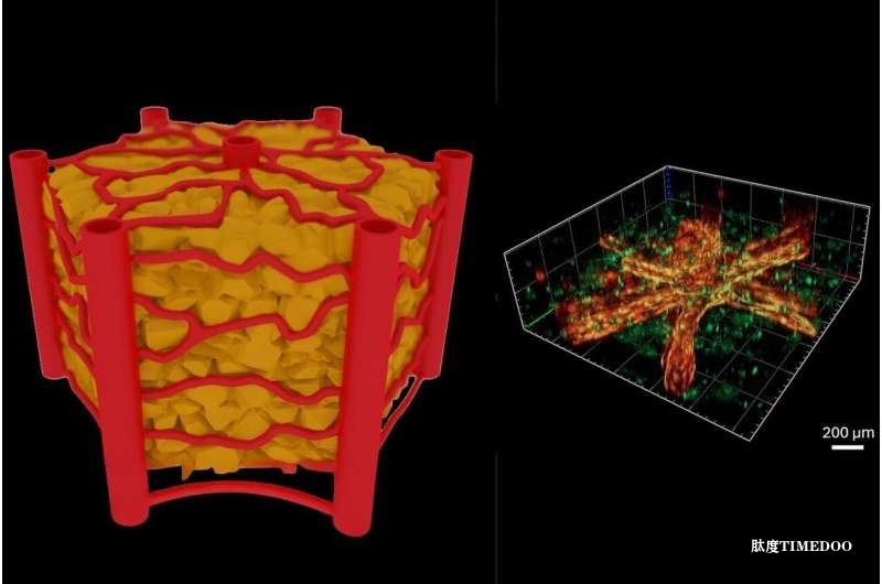 突破性進(jìn)展:維也納工業(yè)大學(xué)成功構(gòu)建可控人工血管網(wǎng)絡(luò),推進(jìn)器官芯片技術(shù)產(chǎn)業(yè)化-肽度TIMEDOO