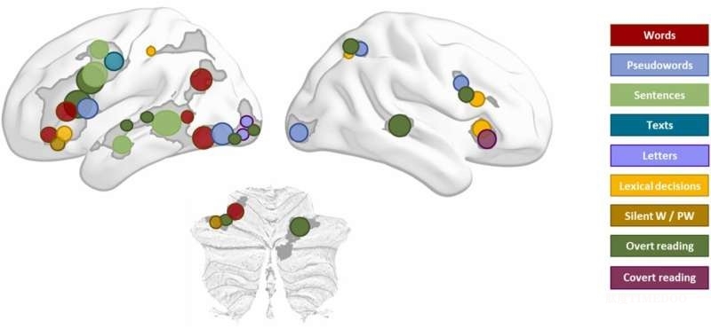 研究綜述揭示大腦在不同閱讀任務(wù)中的活動(dòng)模式，有望助力閱讀障礙干預(yù)-肽度TIMEDOO