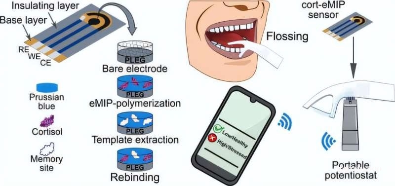 牙線棒也能測(cè)壓力？科學(xué)家開(kāi)發(fā)新型應(yīng)激監(jiān)測(cè)設(shè)備-肽度TIMEDOO