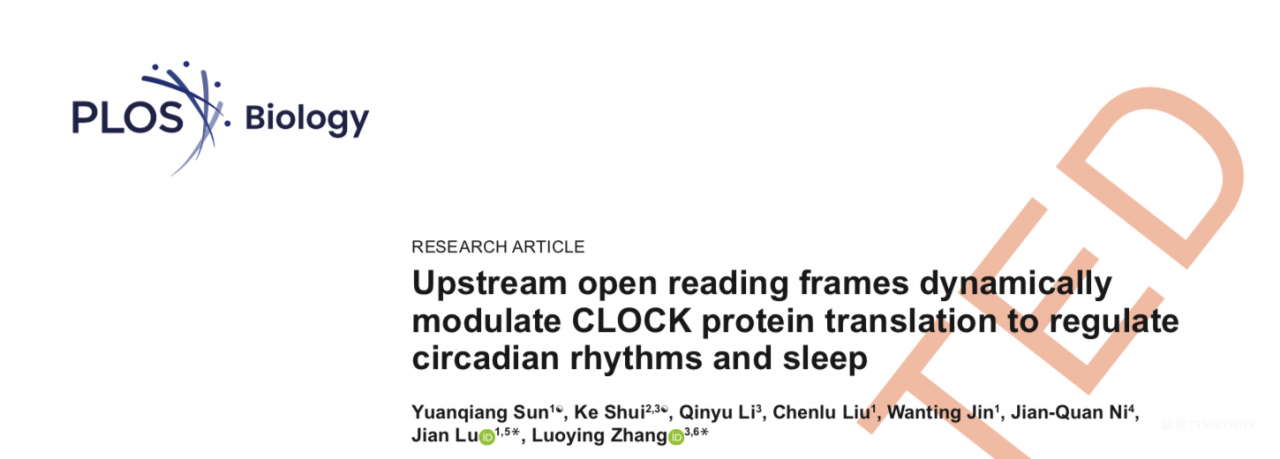 image1.png 北京大學(xué)生命科學(xué)學(xué)院陸劍課題組與合作者共同揭示uORFs通過精細(xì)調(diào)節(jié)CLOCK蛋白的翻譯參與果蠅晝夜節(jié)律及睡眠行為的調(diào)控機(jī)制-肽度TIMEDOO